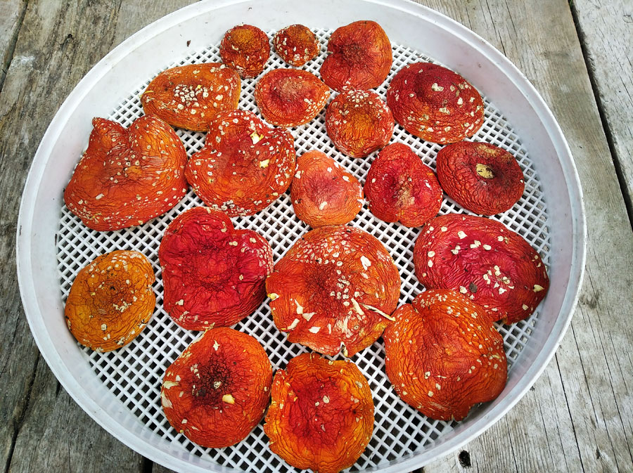 Шляпки красные